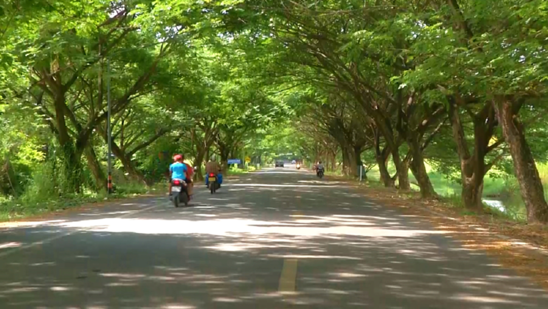 พิจิตร จามจุรีแผ่กิ่งก้านเป็นถนนอุโมงค์ต้นไม้