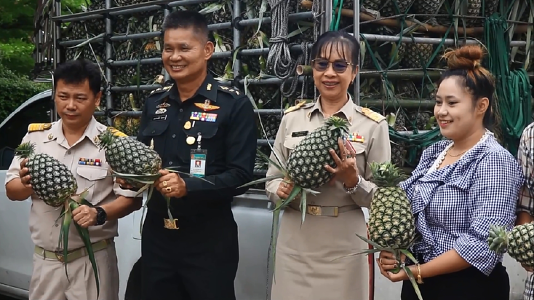 ส่วนราชการจ.เลย ช่วยรับซื้อ "สับปะรด" จากเกษตรกรหลังราคาตก ส่วนราชการจ.เลย ช่วยรับซื้อ "สับปะรด" จากเกษตรกรหลังราคาตก