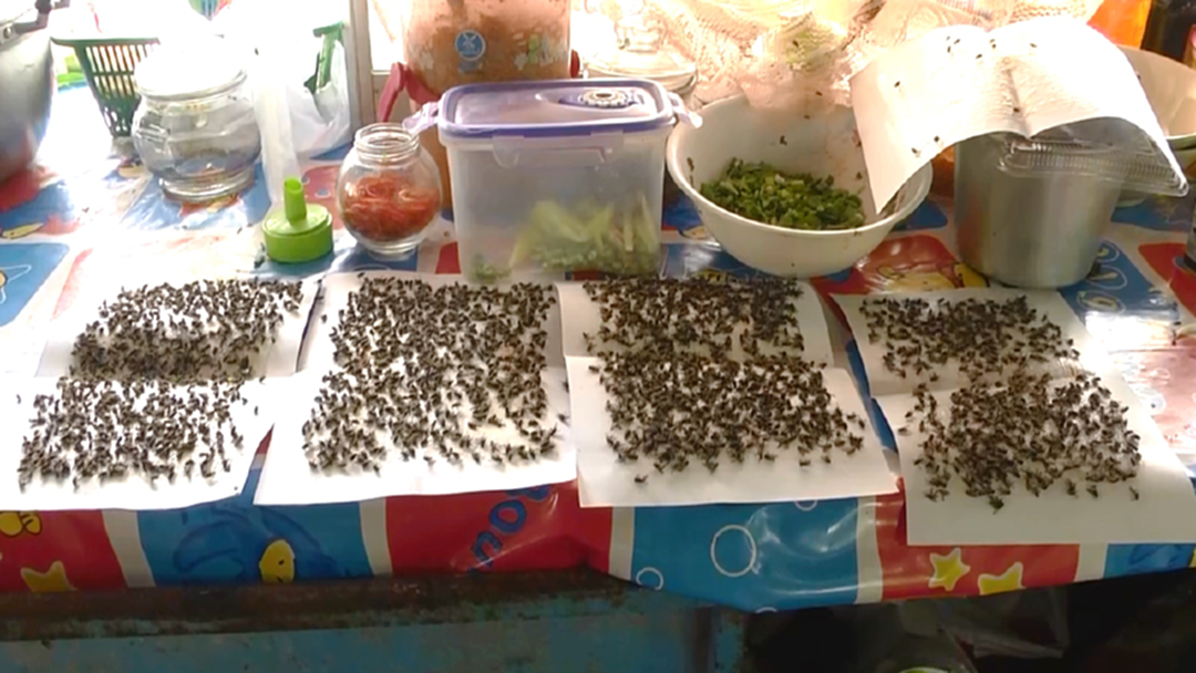 มาเป็นกองทัพ! แมลงวันนับหมื่นบุกตามสั่ง อยุธยา-สระบุรี