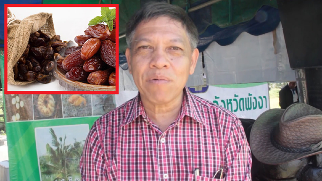 กลลวงรูปแบบใหม่! เกษตรพังงาเตือนชาวบ้านระวังมิจฉาชีพลวงปลูกอินทผาลัม กลลวงรูปแบบใหม่! เกษตรพังงาเตือนชาวบ้านระวังมิจฉาชีพลวงปลูกอินทผาลัม