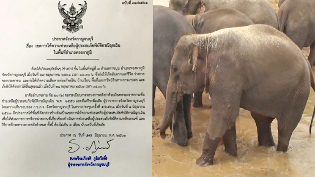 ประกาศ “เขตภัยพิบัติช้างป่า” ทองผาภูมิ หลังชาวบ้านถูกทำร้ายเสียชีวิต