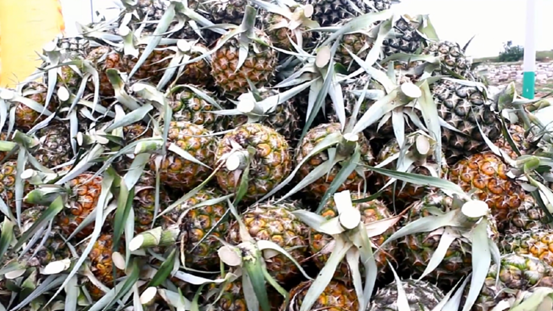 ไทยช่วยไทย ภาครัฐ-เอกชนรับซื้อสับปะรดช่วยเกษตรกร