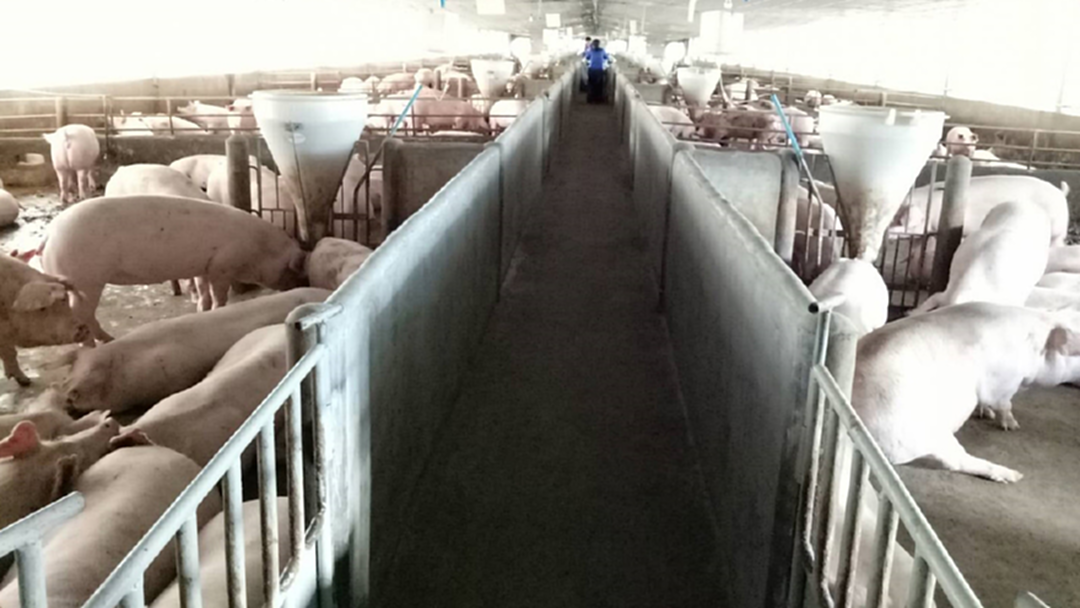 หนุ่มบัญชีหนีกรุงทิ้งเงินหมื่นจับเงินแสน มั่นใจคอนแทรคฟาร์มหมูCPF ไม่เสี่ยงแต่มั่นคง หนุ่มบัญชีหนีกรุงทิ้งเงินหมื่นจับเงินแสน มั่นใจคอนแทรคฟาร์มหมูCPF ไม่เสี่ยงแต่มั่นคง