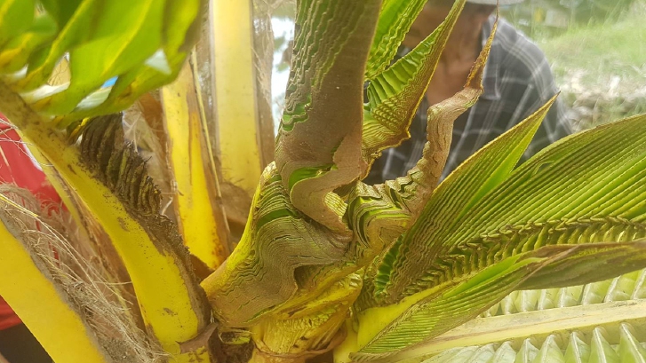 แห่ขอเลข! ต้นมะพร้าวน้ำหอมแตกยอดเป็นพญานาค ให้โชคแล้ว 2 งวด