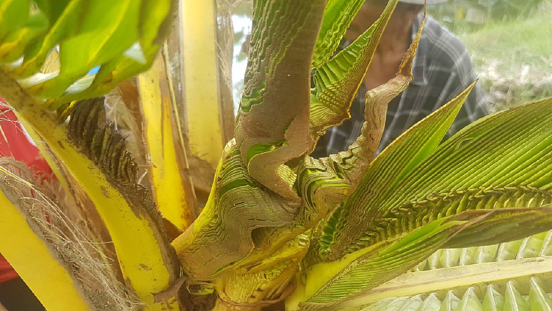 แห่ขอเลข! ต้นมะพร้าวน้ำหอมแตกยอดเป็นพญานาค ให้โชคแล้ว 2 งวด แห่ขอเลข! ต้นมะพร้าวน้ำหอมแตกยอดเป็นพญานาค ให้โชคแล้ว 2 งวด