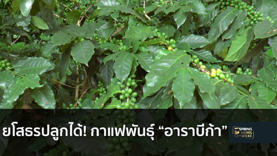 ได้ผลเกินคาด! ยโสธรทดลองปลูกกาแฟ ครั้งแรก!