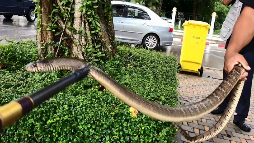 งูสิงห์ บุกจวนพ่อเมืองตราด!