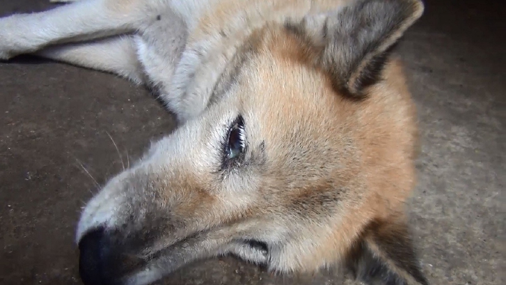 สลด! หมาจรจัดวัดลำปางกว่า 400 ตัวทยอยตาย ร้องคนใจบุญช่วย