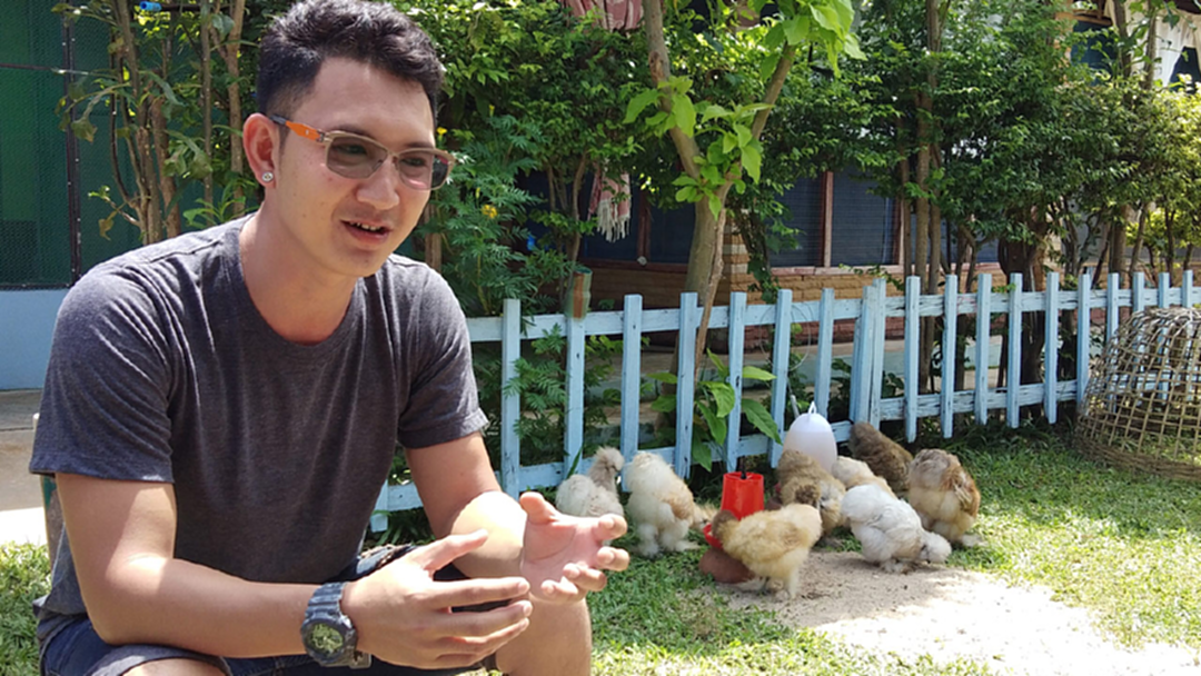 หนุ่มท่าลี่ทิ้งตำแหน่งผู้บริหาร กลับบ้านขายไก่ซิลกี้ ได้เงินหลักแสน! หนุ่มท่าลี่ทิ้งตำแหน่งผู้บริหาร กลับบ้านขายไก่ซิลกี้ ได้เงินหลักแสน!