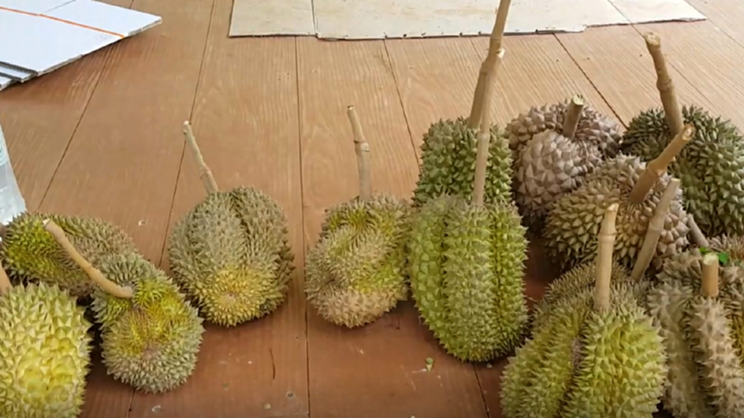 สุดยอด !! ราชินีทุเรียนหลินกระบี่ ยอดขายเดือนเดียวทะลุแสน [คลิป]