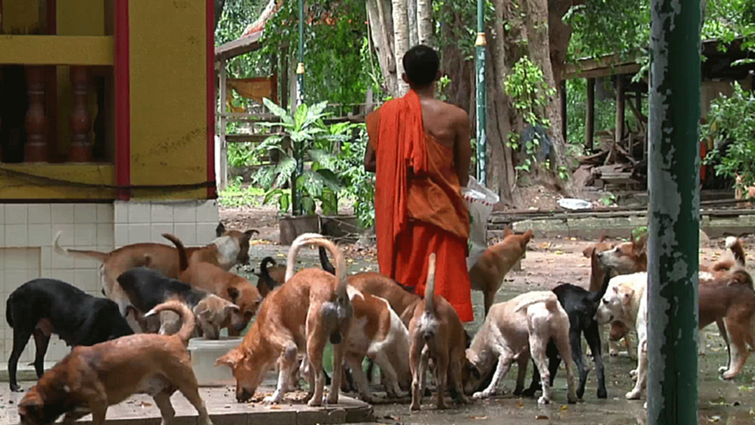 พระขอพอแล้วโยม! สุนัขล้นวัดเลี้ยงไม่ไหว! พระขอพอแล้วโยม! สุนัขล้นวัดเลี้ยงไม่ไหว!