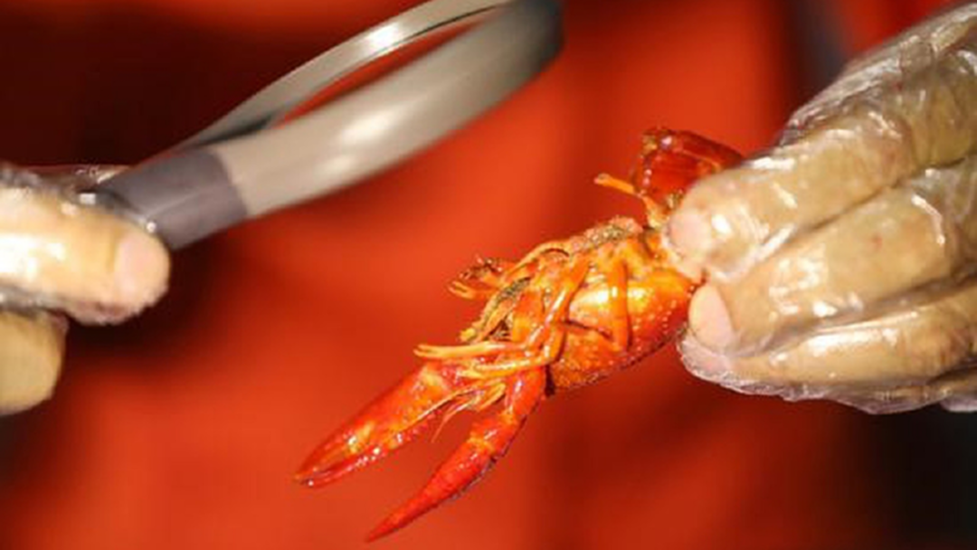 'นักชิมกุ้งเครย์ฟิช' อาชีพใหม่ รายได้ดี 