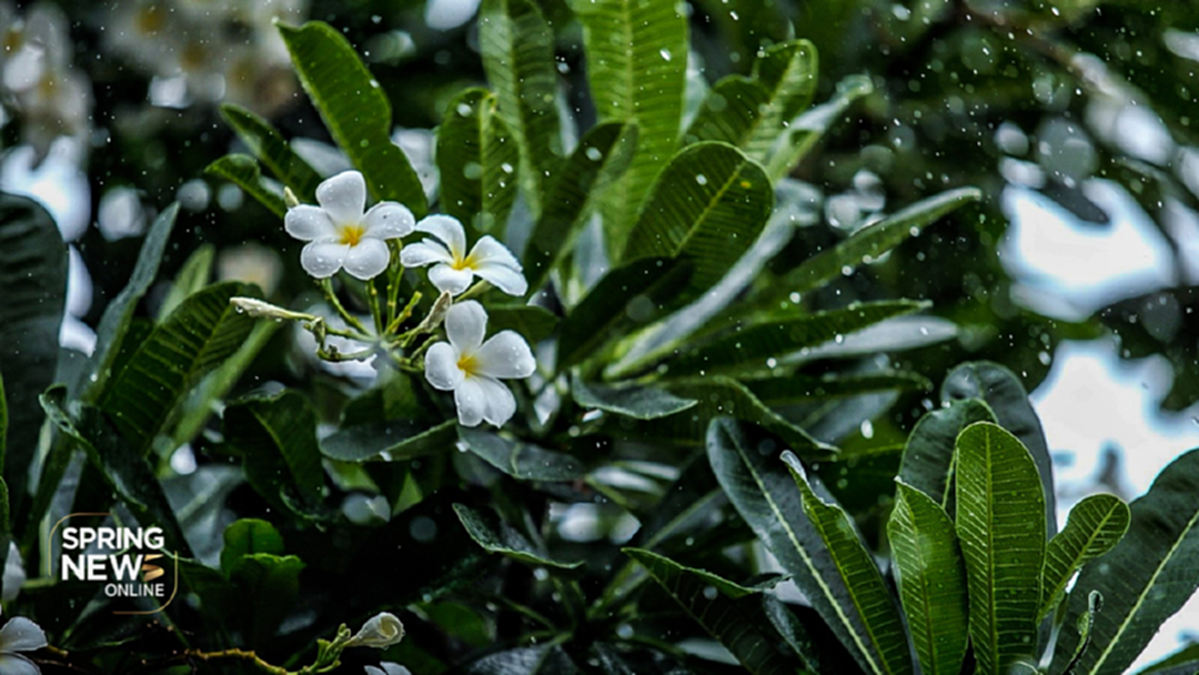 อุตุฯเผย "ภาคเหนือตอนล่าง-กลาง" ฝนตก40% - เชียงรายฝนลดลง อุตุฯเผย "ภาคเหนือตอนล่าง-กลาง" ฝนตก40% - เชียงรายฝนลดลง