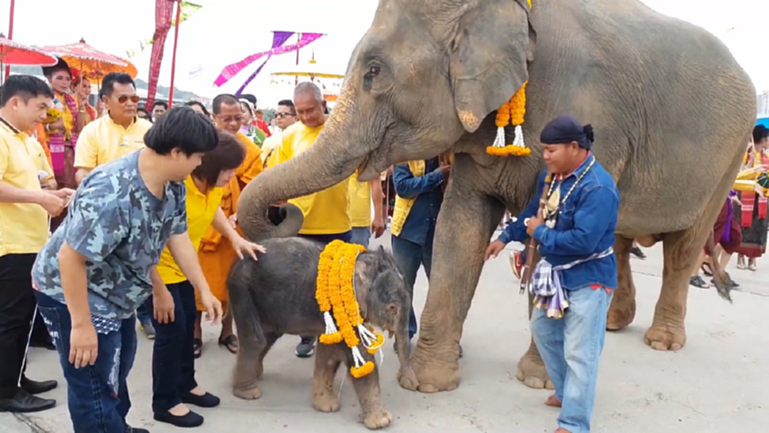 สวนนงนุชพัทยารับขวัญลูกช้างเชือกที่ 4 ในรอบปี 2561 สวนนงนุชพัทยารับขวัญลูกช้างเชือกที่ 4 ในรอบปี 2561
