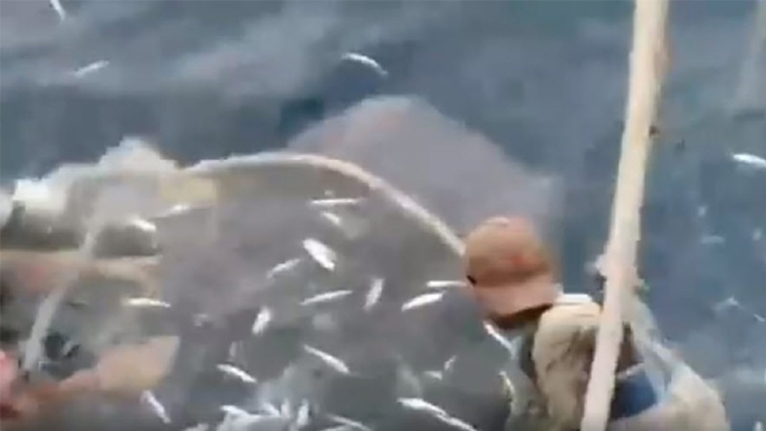 วินาทีช่วย “ฉลามวาฬ” ติดอวนเรือประมงที่ปัตตานี วินาทีช่วย “ฉลามวาฬ” ติดอวนเรือประมงที่ปัตตานี