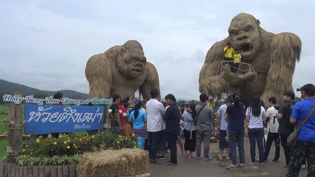 ใหญ่มหึมา! หุ่นฟางคิงคองยักษ์ ที่เชียงใหม่ ดึงดูดนักท่องเที่ยงช่วงฤดูฝน