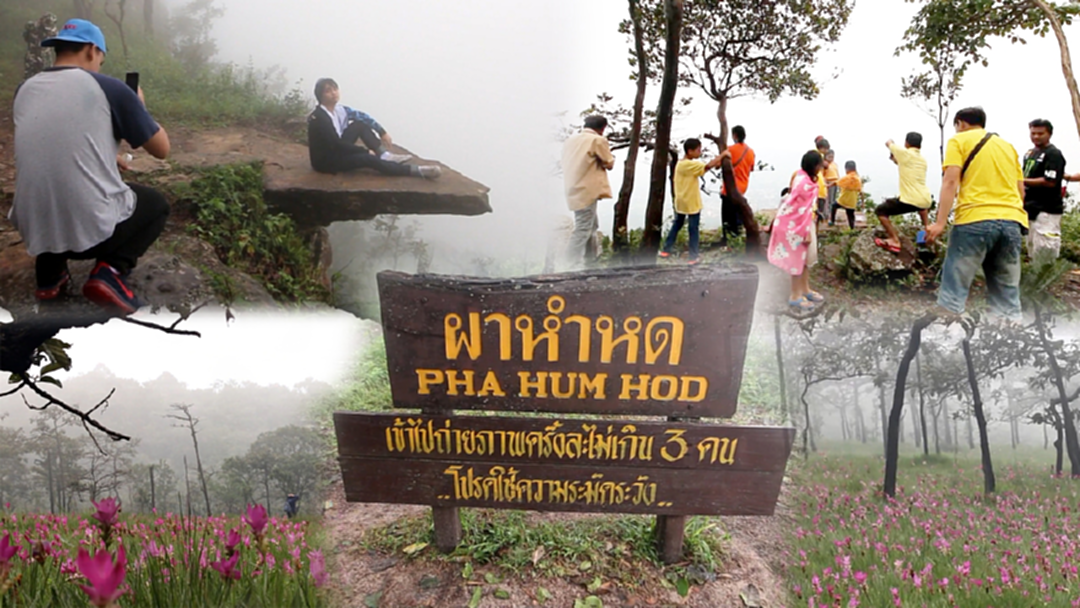 ท้าเสียว! คนล้นผาหำหด แห่ชมทุ่งกระเจียวบานช่วงวันหยุดคึกคัก [คลิป]