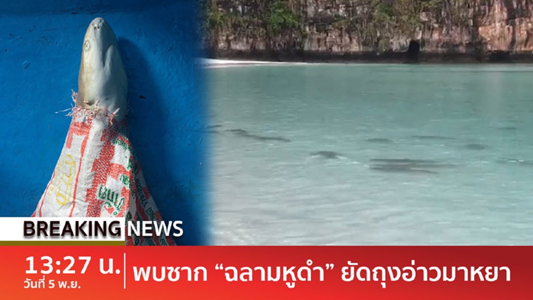 Breaking news : อุทยานฯหาดนพรัตน์ธารา ชี้ไม่ได้นิ่งเฉย-ต้องรอบคอบ หลังแชร์ภาพซากฉลามหูดำในกระสอบ Breaking news : อุทยานฯหาดนพรัตน์ธารา ชี้ไม่ได้นิ่งเฉย-ต้องรอบคอบ หลังแชร์ภาพซากฉลามหูดำในกระสอบ