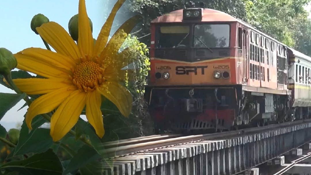 พาเที่ยวทุ่งดอกไม้ นั่งรถไฟรับลมหนาว พาเที่ยวทุ่งดอกไม้ นั่งรถไฟรับลมหนาว