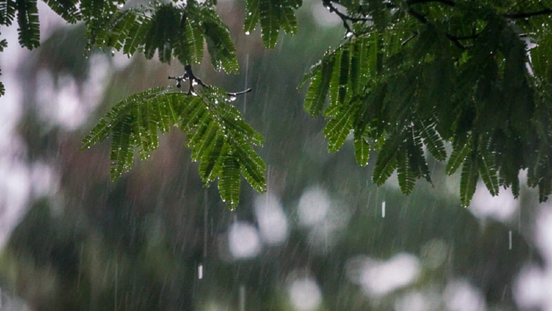 อุตุฯ เตือน 14-16 พ.ย. ภาคใต้ตอนล่างฝนตกหนัก อุตุฯ เตือน 14-16 พ.ย. ภาคใต้ตอนล่างฝนตกหนัก