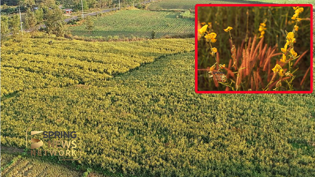 ใครไม่รู้จัก "ปอเทือง" บ้างลองเข้ามาดู ประโยชน์เพียบ! ใครไม่รู้จัก "ปอเทือง" บ้างลองเข้ามาดู ประโยชน์เพียบ!