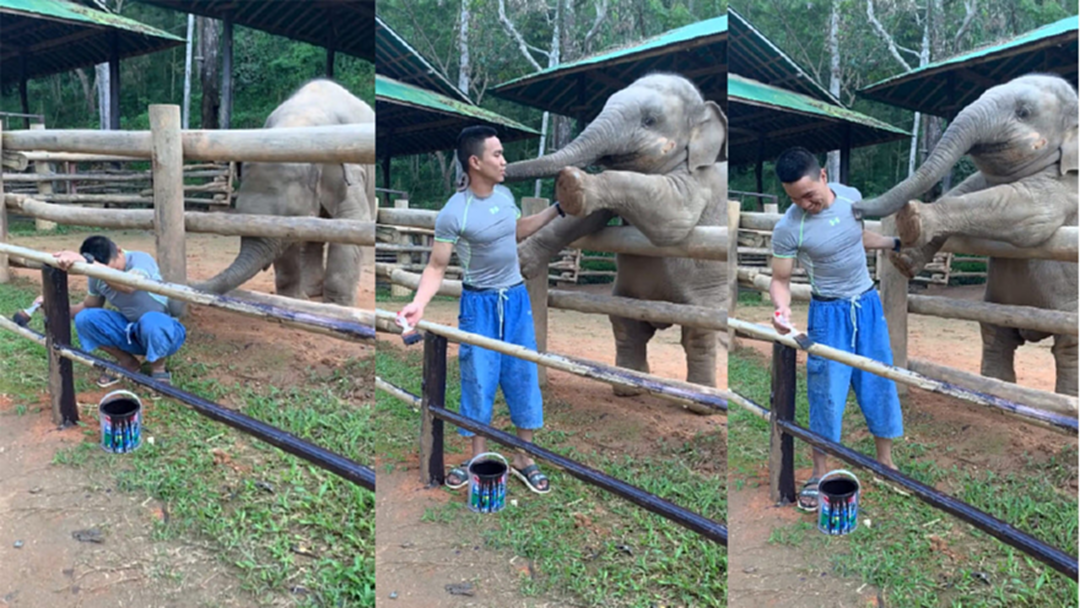 เล่นกับหนูก่อน! หนุ่มทาสีคอก เจอเจ้าช้างน้อยก่อกวน [คลิป]