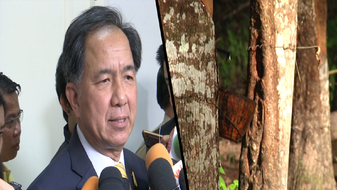 อัพเดท! คดีค่าโง่กล้ายาง 1,700 ล้าน อัพเดท! คดีค่าโง่กล้ายาง 1,700 ล้าน
