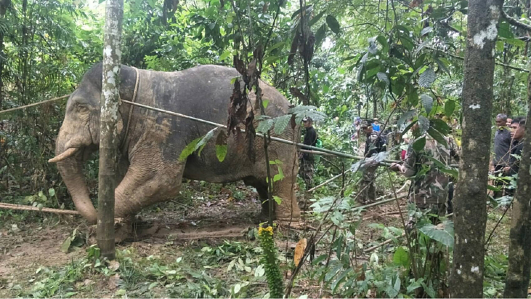 เปิดวินาที รวมพลังทำภารกิจช่วยช้างป่าตกโคลน เปิดวินาที รวมพลังทำภารกิจช่วยช้างป่าตกโคลน