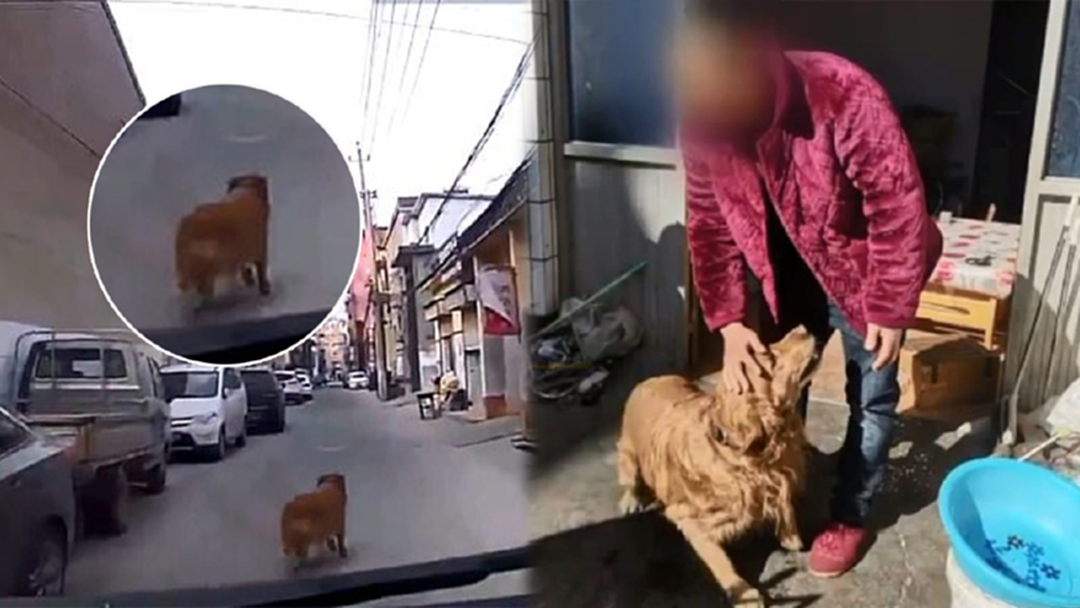 เพื่อนผู้ซื่อสัตย์! เจ้าตูบฮีโร่ นำทางรถพยาบาลเข้ามาช่วยเจ้านายหมดสติ เพื่อนผู้ซื่อสัตย์! เจ้าตูบฮีโร่ นำทางรถพยาบาลเข้ามาช่วยเจ้านายหมดสติ