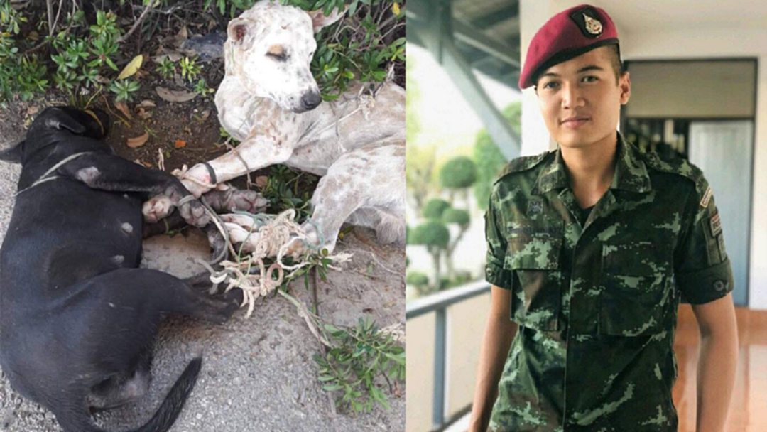 สั่งย้าย พลทหารช่วยหมา เข้ากรุงเทพฯ เพื่อความปลอดภัย สั่งย้าย พลทหารช่วยหมา เข้ากรุงเทพฯ เพื่อความปลอดภัย