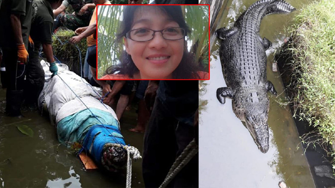 สุดสยอง! นักวิทยาศาสตร์อินโดฯ ให้อาหารจระเข้ถูกเขมือบลากลงบ่อดับ