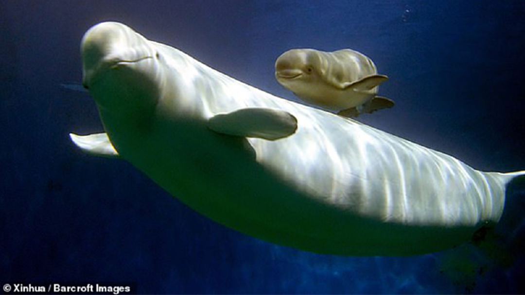หาดูยาก! เผยนาที “ยูเลีย” วาฬขาวเบลูก้าคลอดลูกตัวน้อย [คลิป]