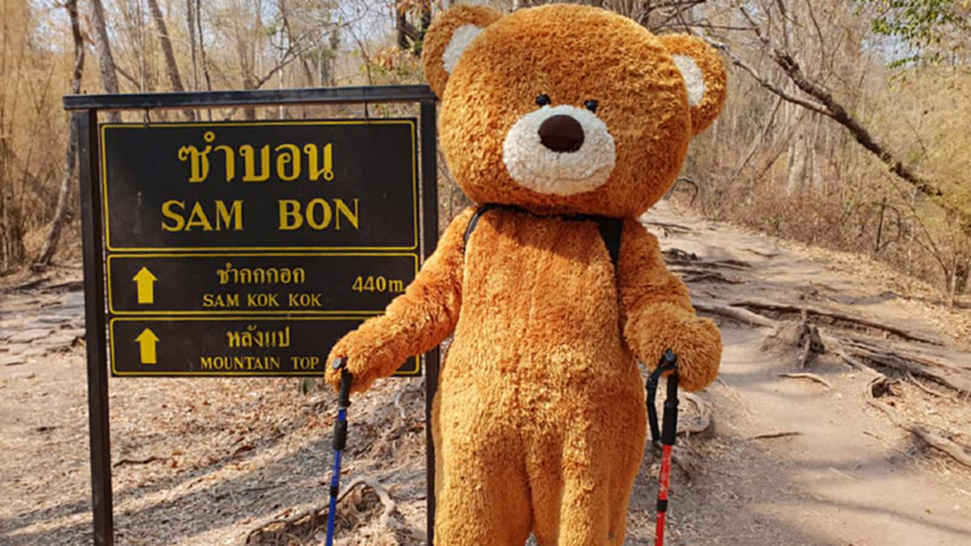 ร้อนมั้ย? นักท่องเที่ยวตื่นเต้นเจอ “พี่หมี” เดินขึ้นภูกระดึง [คลิป]