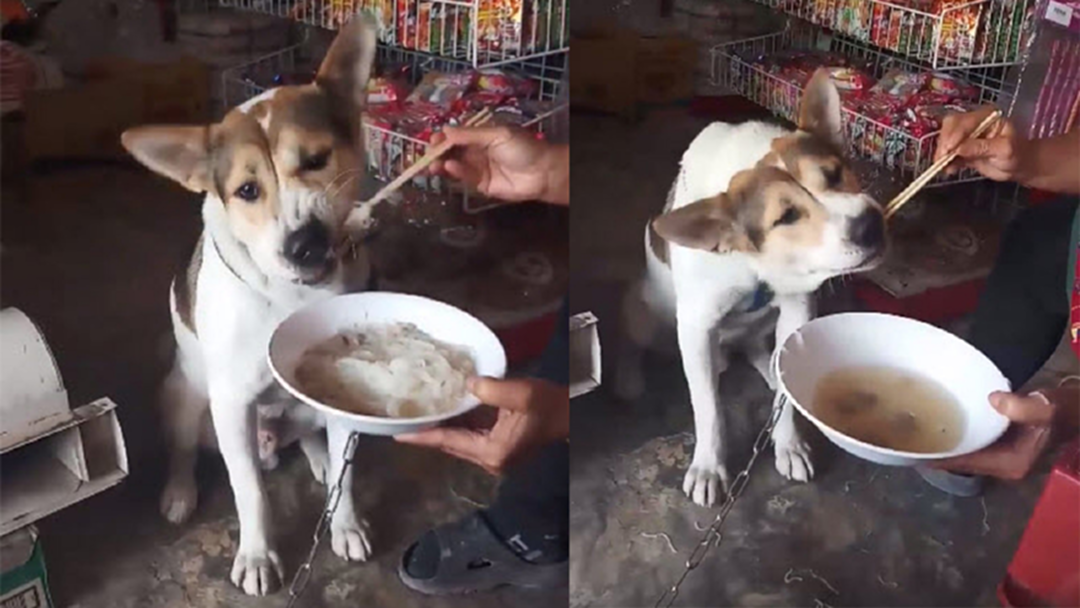 อร่อยจัง! “เจ้าบิ๊ก” หมาดุยอมสยบให้ก๋วยเตี๋ยว ชามเดียวไม่พอน้องขอเบิ้ล 2 อร่อยจัง! “เจ้าบิ๊ก” หมาดุยอมสยบให้ก๋วยเตี๋ยว ชามเดียวไม่พอน้องขอเบิ้ล 2