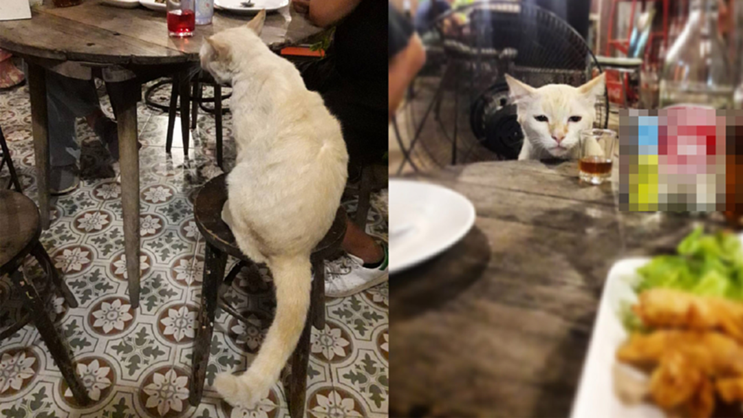 เด็กดริ้งสุดแบ๊ว! “ทองสร้อย” เจ้าเหมียวประจำร้าน บริการแขกจนทุกคนติดใจ เด็กดริ้งสุดแบ๊ว! “ทองสร้อย” เจ้าเหมียวประจำร้าน บริการแขกจนทุกคนติดใจ