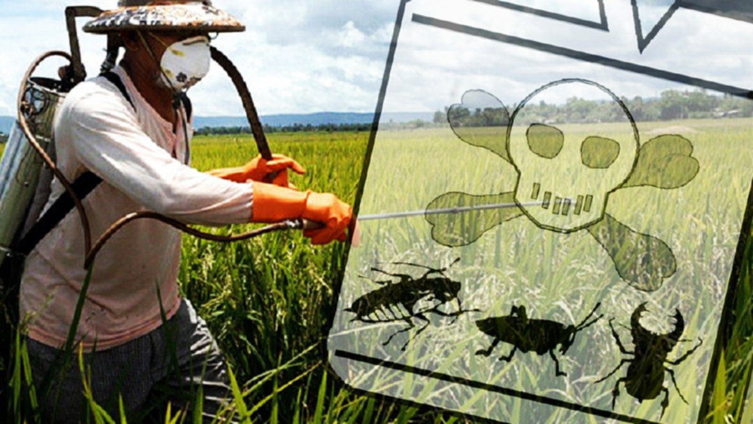 กสม.แนะรัฐบาลกำหนด "พาราควอต" เป็นวัตถุอันตรายชนิดที่4 ก่อภาวะต่อสุขภาพ [คลิป]