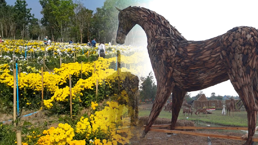 ท่องเที่ยวเชิงเกษตร  ชมดอกเบญจมาศสายพันธุ์เนเธอร์แลนด์