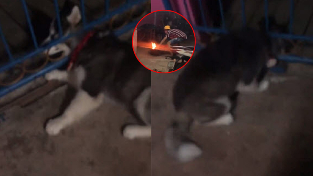 ฮาหนักมาก! ไซบีเรียนจอมซนหัวติดรั้วบ้าน เจ้าของช่วยชุลมุน หมูก็จะไหม้ [คลิป]