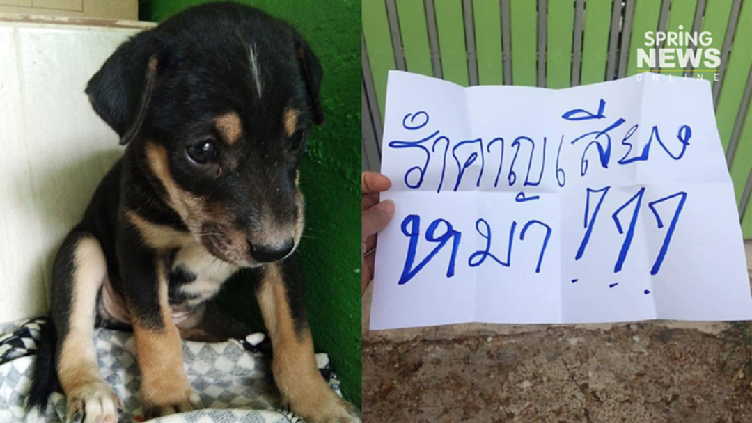 สาวเก็บลูกหมามาเลี้ยงวันเดียว เพื่อนบ้านดอดอุ้มไปปล่อย อ้างรำคาญเสียง