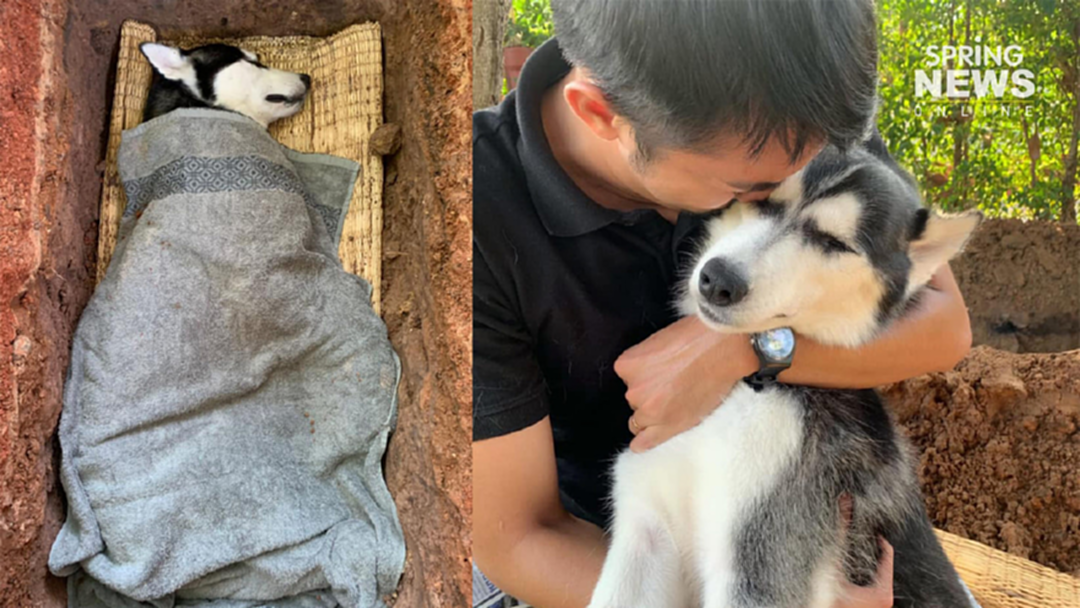 ไม่ใช่แค่คน! หนุ่มโพสต์เตือนสูญเสียเจ้าตูบที่รักเพราะ “ฮีทสโตรก” ไม่ใช่แค่คน! หนุ่มโพสต์เตือนสูญเสียเจ้าตูบที่รักเพราะ “ฮีทสโตรก”