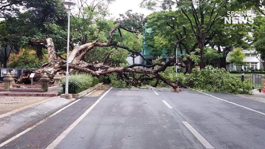 ชาวจุฬาฯ ใจหาย! ต้นจามจุรีทรงปลูกในร.9 โค่นหลังเจอฝนกระหน่ำ ยกคืนไม่ได้