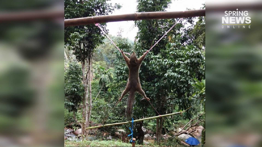 ชาวเน็ตรุมประณาม! หนุ่มโพสต์ "ขึงกระรอก" ลงโทษ "ขโมยกินทุเรียน" ชาวเน็ตรุมประณาม! หนุ่มโพสต์ "ขึงกระรอก" ลงโทษ "ขโมยกินทุเรียน"