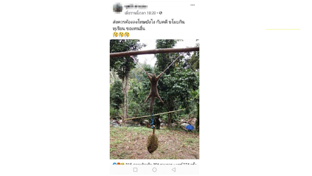 จวกยับ เจ้าของสวนทุเรียนจับกระรอกขึงพืดฉุนโดนขโมยผลไม้