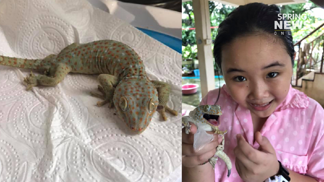 ประทับใจ! 2 แม่ลูกโพสต์ช่วยตุ๊กแกใกล้ตายจากขยะแขยงเป็นผูกพัน ประทับใจ! 2 แม่ลูกโพสต์ช่วยตุ๊กแกใกล้ตายจากขยะแขยงเป็นผูกพัน