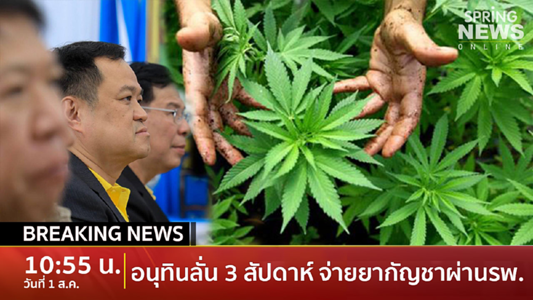 Breaking News : รอรับได้เลย! อนุทินประกาศจ่ายยากัญชาผ่านรพ. ใน 3 สัปดาห์ Breaking News : รอรับได้เลย! อนุทินประกาศจ่ายยากัญชาผ่านรพ. ใน 3 สัปดาห์