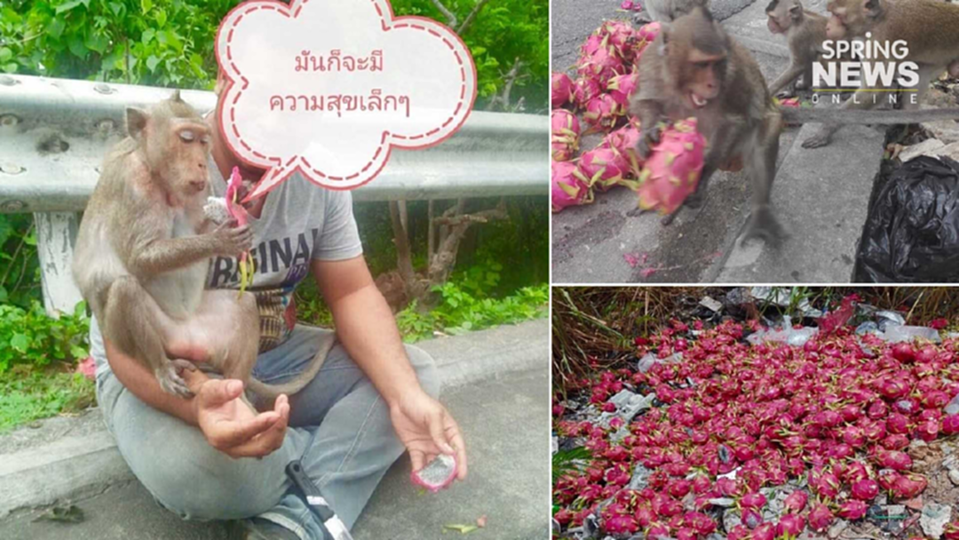 หนุ่มเจอ "แก้วมังกร" ถูกทิ้งกองเท่าภูเขา จัดการนำไปให้ลิงเขาสามมุขแล้ว หนุ่มเจอ "แก้วมังกร" ถูกทิ้งกองเท่าภูเขา จัดการนำไปให้ลิงเขาสามมุขแล้ว