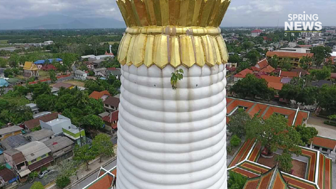 "ต้นโพธิ์" โตผิดที่ใต้ยอดพระบรมธาตุเจดีย์นครศรีฯ อายุ 1 พันปี