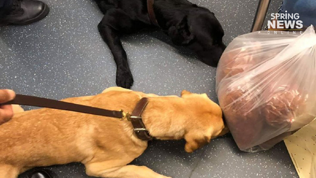 อมยิ้มทั้งโซเชียล! ภาพสุนัขK-9 พบวัตถุต้องอร่อยหมูฝอย กลิ่นยั่วชวนหิว อมยิ้มทั้งโซเชียล! ภาพสุนัขK-9 พบวัตถุต้องอร่อยหมูฝอย กลิ่นยั่วชวนหิว