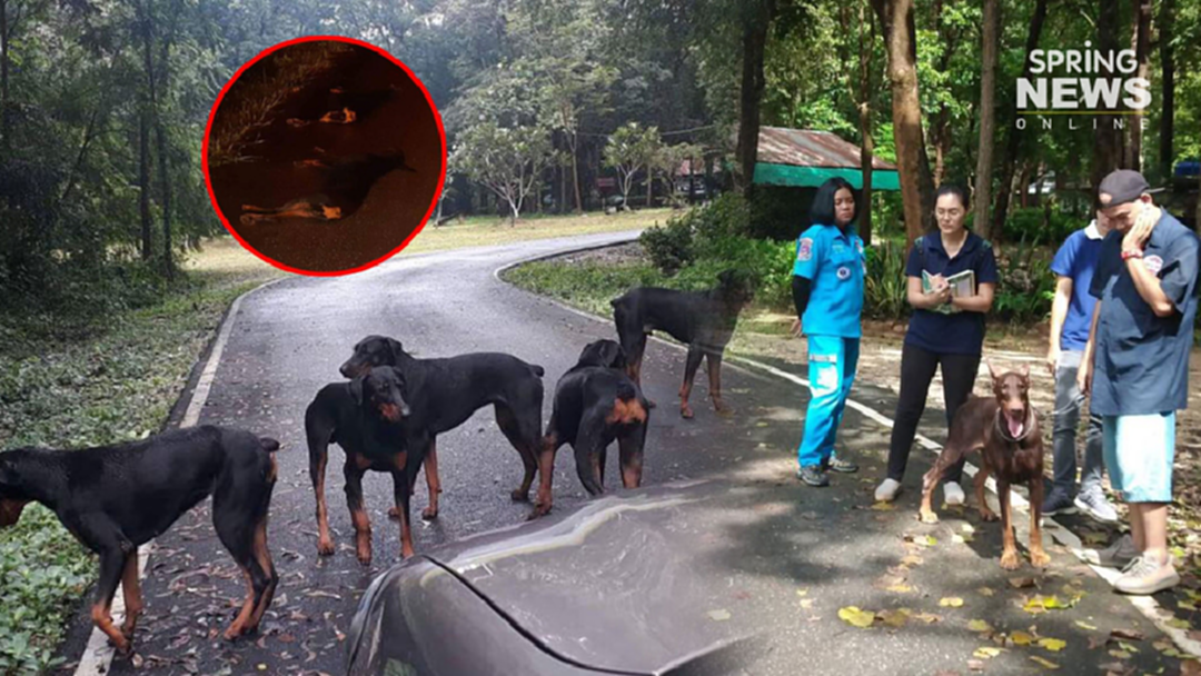 สุดสลด! สุนัขโดเบอร์แมนถูกเจ้าของวางยาเอามาทิ้งหน้าค่ายทหาร ถูกรถชนตาย 4 รอด 1 สุดสลด! สุนัขโดเบอร์แมนถูกเจ้าของวางยาเอามาทิ้งหน้าค่ายทหาร ถูกรถชนตาย 4 รอด 1