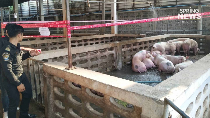 ปศุสัตว์บุกโรงเชือดสมุทรปราการ สั่งอายัดหมูใช้สารเร่งเนื้อแดง